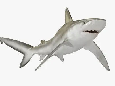  Realistic Bignose Shark Rigged 