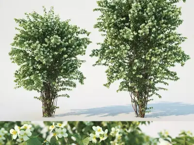 Philadelphus Coronarius adult 3D model