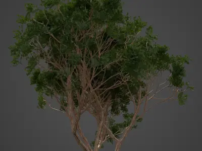 2021 PBR Chinaberry Collection - Melia Azedarach Free 3D model