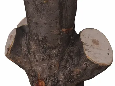 trunk 104 3D model purchase