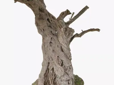 Giant Ancient Olive Tree 6  3DScan 3x16k 1x16k Textures Low-poly 3D model