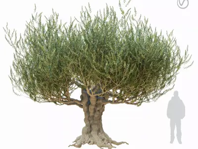 Old olive tree 2 3D model