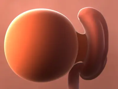  Fetus Collection - 37 models in development 