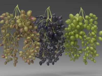 Grape 3D model