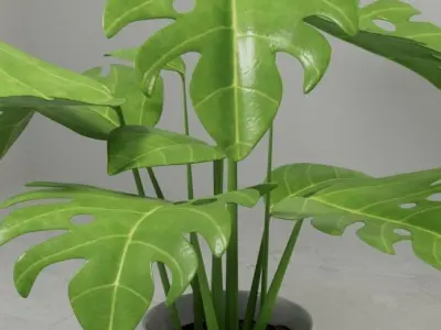 Monstera plant in modern Pot 3D model 3D model