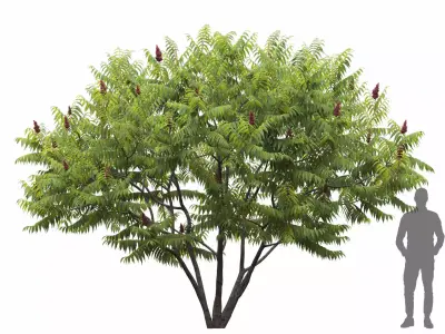 Rhus Tuphina 01 3D model