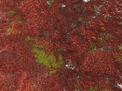 Tree - 00002 3D model