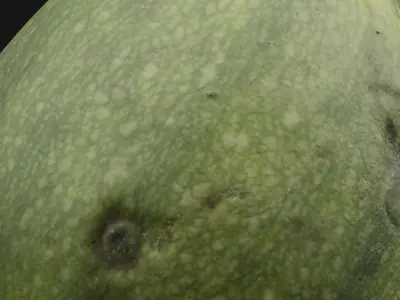 Tinda Round Melon 3D model