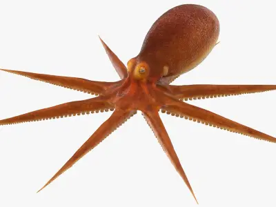  Octopuses Collection 