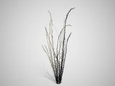 Ocotillo grass Low-poly 3D model