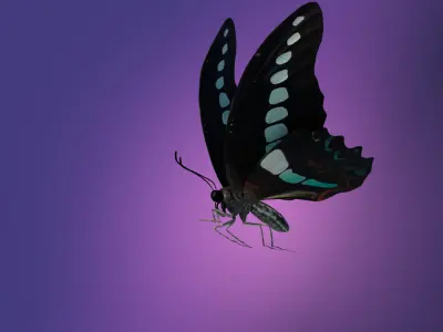 Butterfly Graphium Sarpedon 3D model