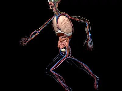  Skeleton Anatomy Nervous System - Rigged 