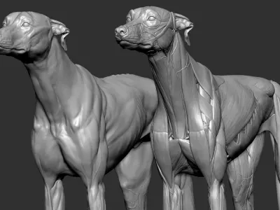  Dog Anatomy Canine Ecorche 