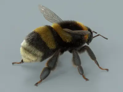  Bumblebee Xgen 