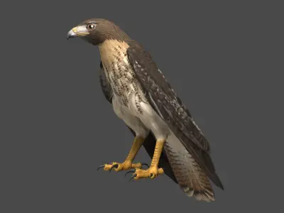  Red-tailed Hawk (Animated) 