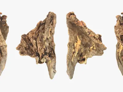  Tree Trunk Piece Collection 