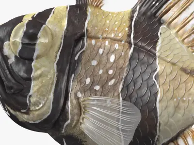  Coral Fish Rigged Collection 4 