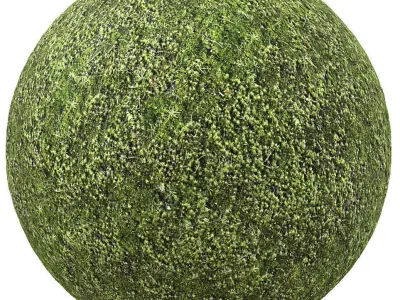 9 seamless moss texture 4096x4096 Texture