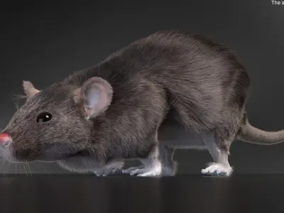  Gray Rat Running Fur Animated Rigged 