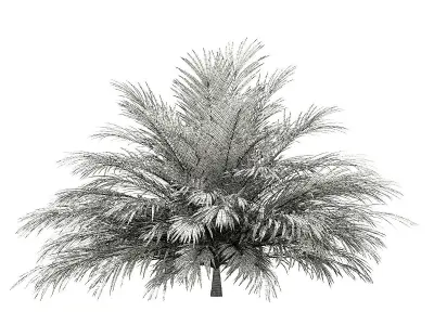 Butia Palm Tree 3D Model 2m 3D model