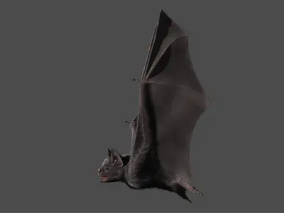  Vampire Bat 