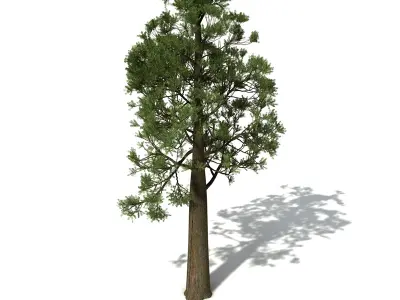 XfrogPlants Totara 3D model
