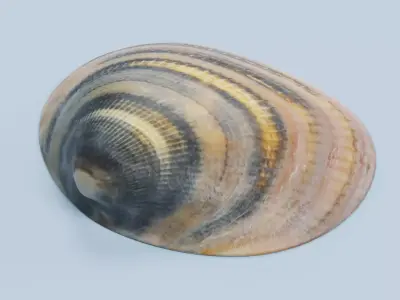 Clam V6 - Realistic Hard Shell 3D model