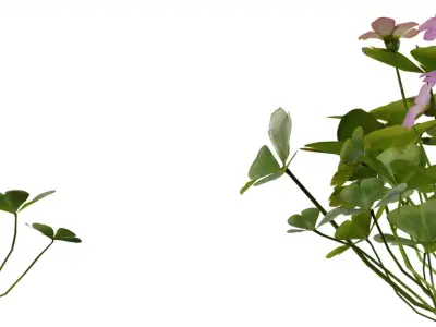 Pink Wood Sorrel Flower Pack Low-poly 3D model