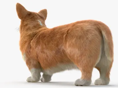  Pembroke Welsh Corgi Dog Fur for Maya 