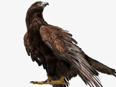  Golden Eagle Fur Animated Rigged 