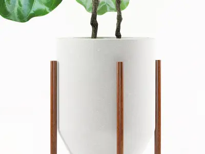 ficus plants 113 3D model