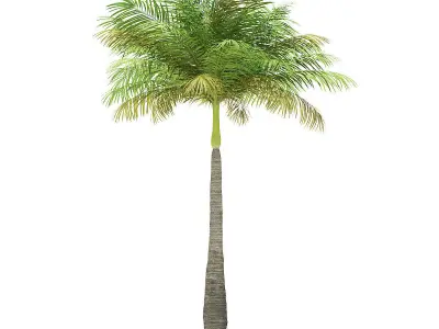 Bottle Palm Tree 3D Model 5m 3D model