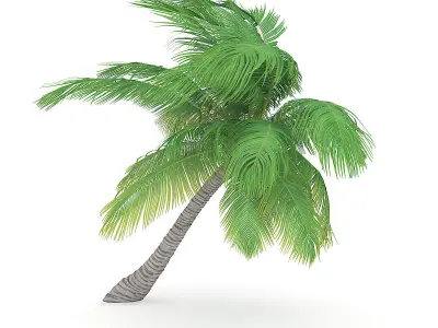 Sloping Palm Tree 3D model