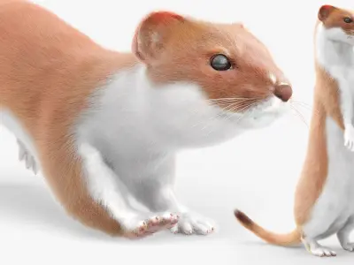  Mustela Erminea Fur Rigged For Blender Animated Set 