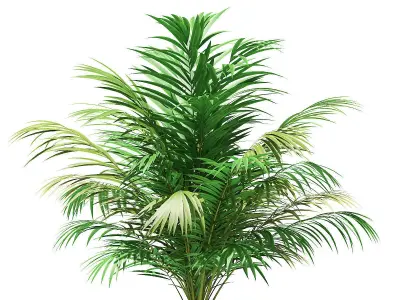 Golden Cane Palm Tree 3D Model 2m 3D model