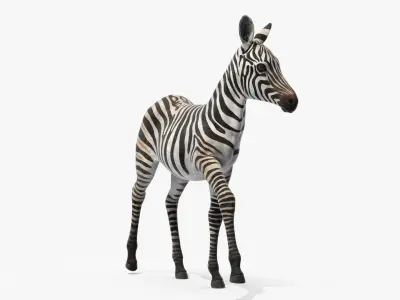  Equus Quagga Foal Running 