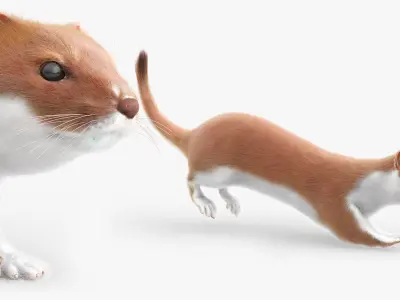  Agile Ermine Animated Fur Rigged For Blender 