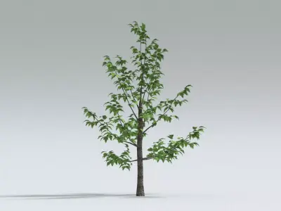 laos Norway Maple Acer platanoides 3D model