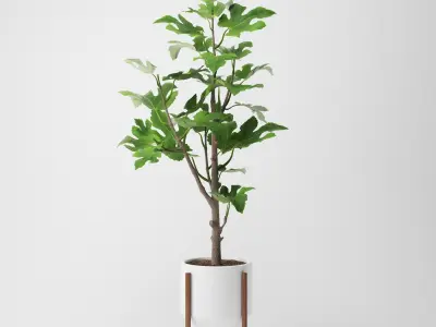 Fig Plant 3D model