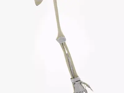 Upper Limb Skeleton 3D model