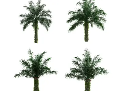 Oil Palm Tree 3D Model Pack - 4 Variations - PBR 3D model