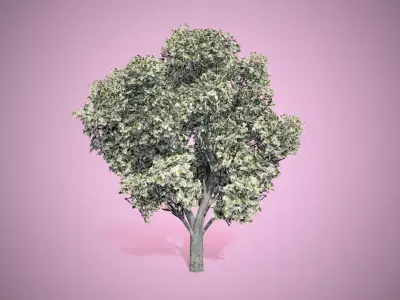 Apple Flowers Tree Low-poly 3D model