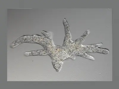 Amoeba 3D model