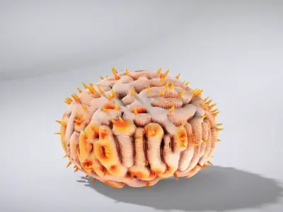 Vibrant Tubastraea Coral Colony Low-poly 3D model