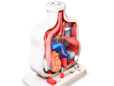 Cybernetic Organism Anatomy Model Low-poly 3D model