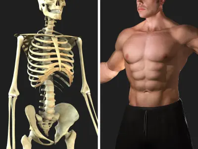 Full Male Body With Skeleton 3D model