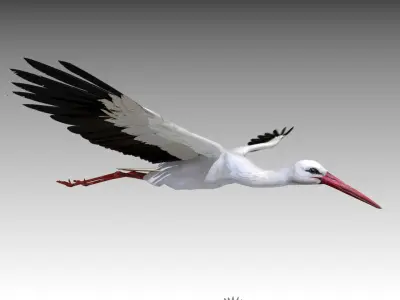  White stork 
