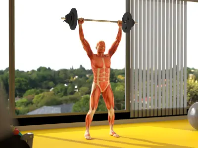  Anatomy Male Muscular System Shoulder Press Animated Rigged 