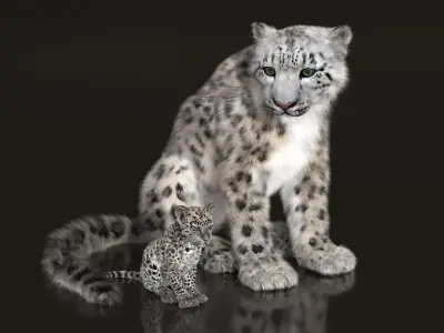  Snow Leopard Mother and Calf Fur 