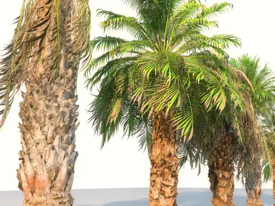  Palm Animated Pack 9 